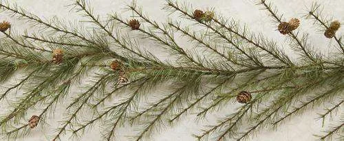 Cypress Pine Garland - 6ft