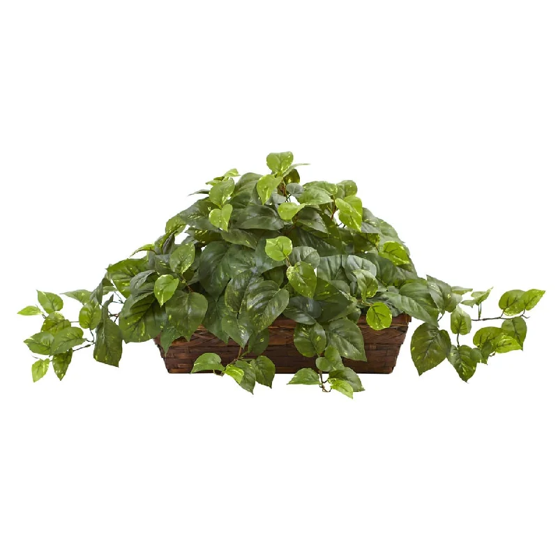 Pothos w/Ledge Basket - Green